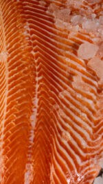 fresh salmon fillet bali fat lines