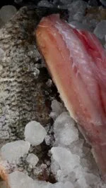 barramundi fillet bali on ice