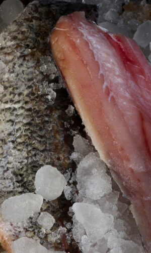 barramundi fillet bali on ice