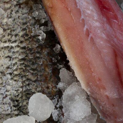 barramundi fillet bali on ice