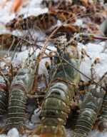 BAMBOO LOBSTER - Image 2