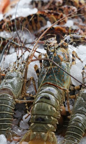 wild bamboo lobster bali
