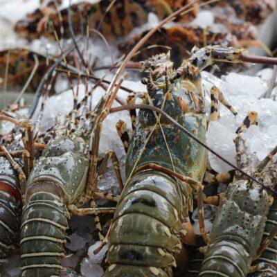 wild bamboo lobster bali