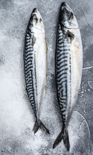 Saba mackerel Bali premium Japanese mackerel fillet