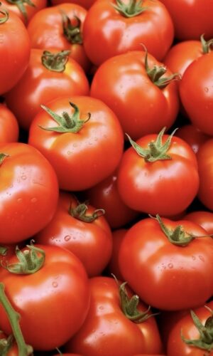 local organic tomatoes Bali