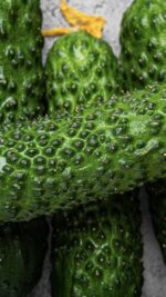 fresh natural cucumbers bali