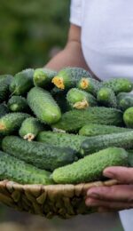 organic cucumbers delivery bali