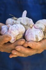 organic garlic delivery bali