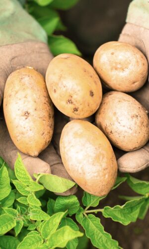 organic potatoes bali