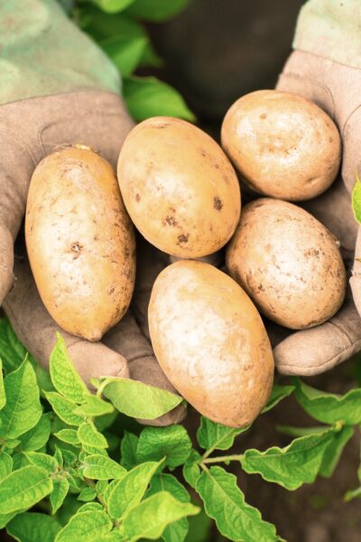 organic potatoes bali