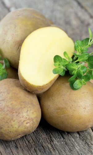 fresh natural potatoes bali