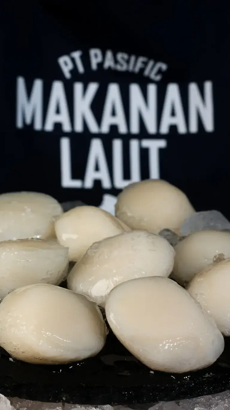 scallops sashimi grade bali – premium alaska scallops on ice from seafood supplier bali