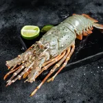 bamboo lobster bali – raw whole lobster with lime on black background