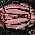 red snapper bali – red snapper butchery cuts diagram, fillets bones collar and fins labelled