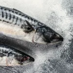 whole mackerel from bali seafood supplier